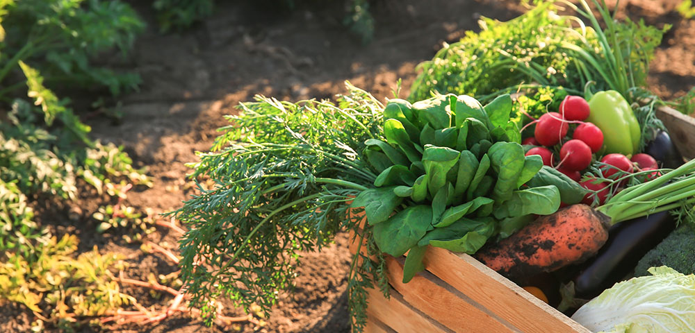 野菜収穫の例